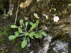 Mazus alpinus