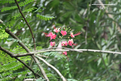 Caesalpinia pulcherrima