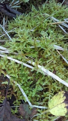 Brotherella recurvans