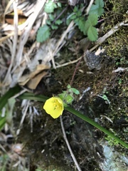 Potentilla hebiichigo