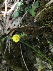 Potentilla hebiichigo