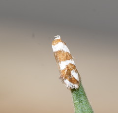 Prepocosma schalidota