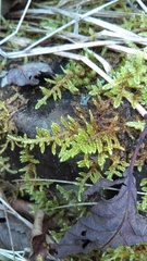 Brotherella recurvans