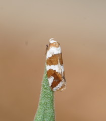 Prepocosma schalidota