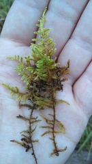 Brotherella recurvans