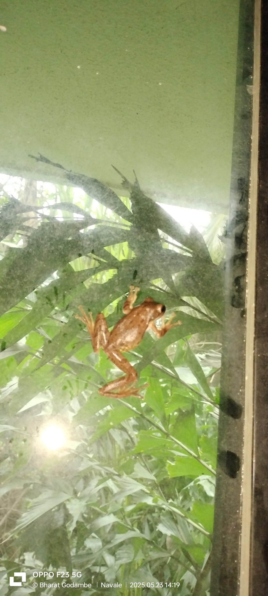 Big-Headed Whipping Frog
