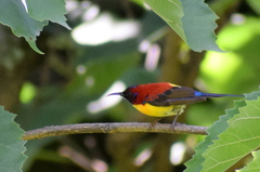 Aethopyga gouldiae