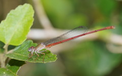 Ceriagrion aeruginosum