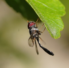 Syrphidae
