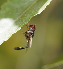 Syrphidae