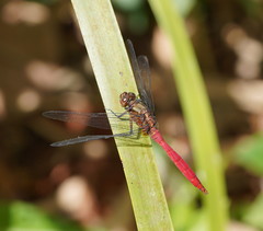 Orthetrum villosovittatum