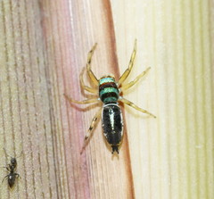 Cosmophasis micarioides