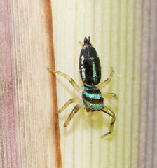 Cosmophasis micarioides