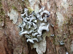 Erioderma sorediatum
