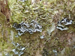 Erioderma sorediatum