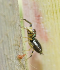 Cosmophasis micarioides