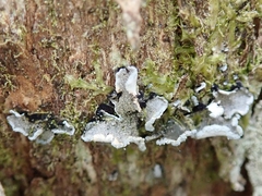 Erioderma sorediatum