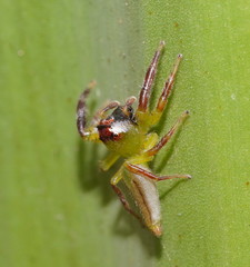 Mopsus mormon
