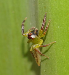 Mopsus mormon