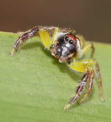 Mopsus mormon
