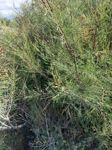 African Tamarisk
