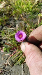 Calandrinia compressa