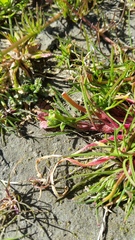 Calandrinia compressa