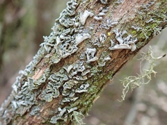 Erioderma sorediatum