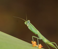 Orthodera ministralis