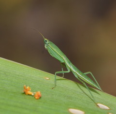 Orthodera ministralis