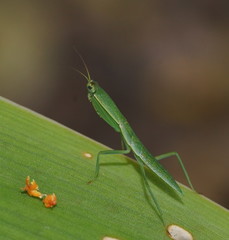 Orthodera ministralis