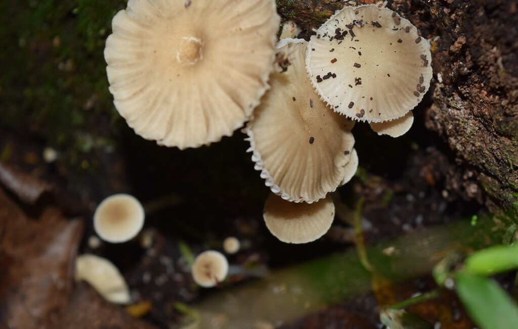 Roridomyces austrororidus · May 2025 · photo: © davidwhyte (iNaturalist, cc-by-sa)