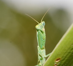 Orthodera ministralis