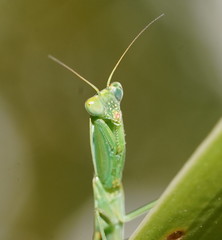 Orthodera ministralis