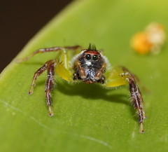 Mopsus mormon