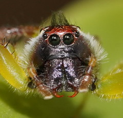 Mopsus mormon