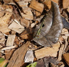 Diplacodes trivialis