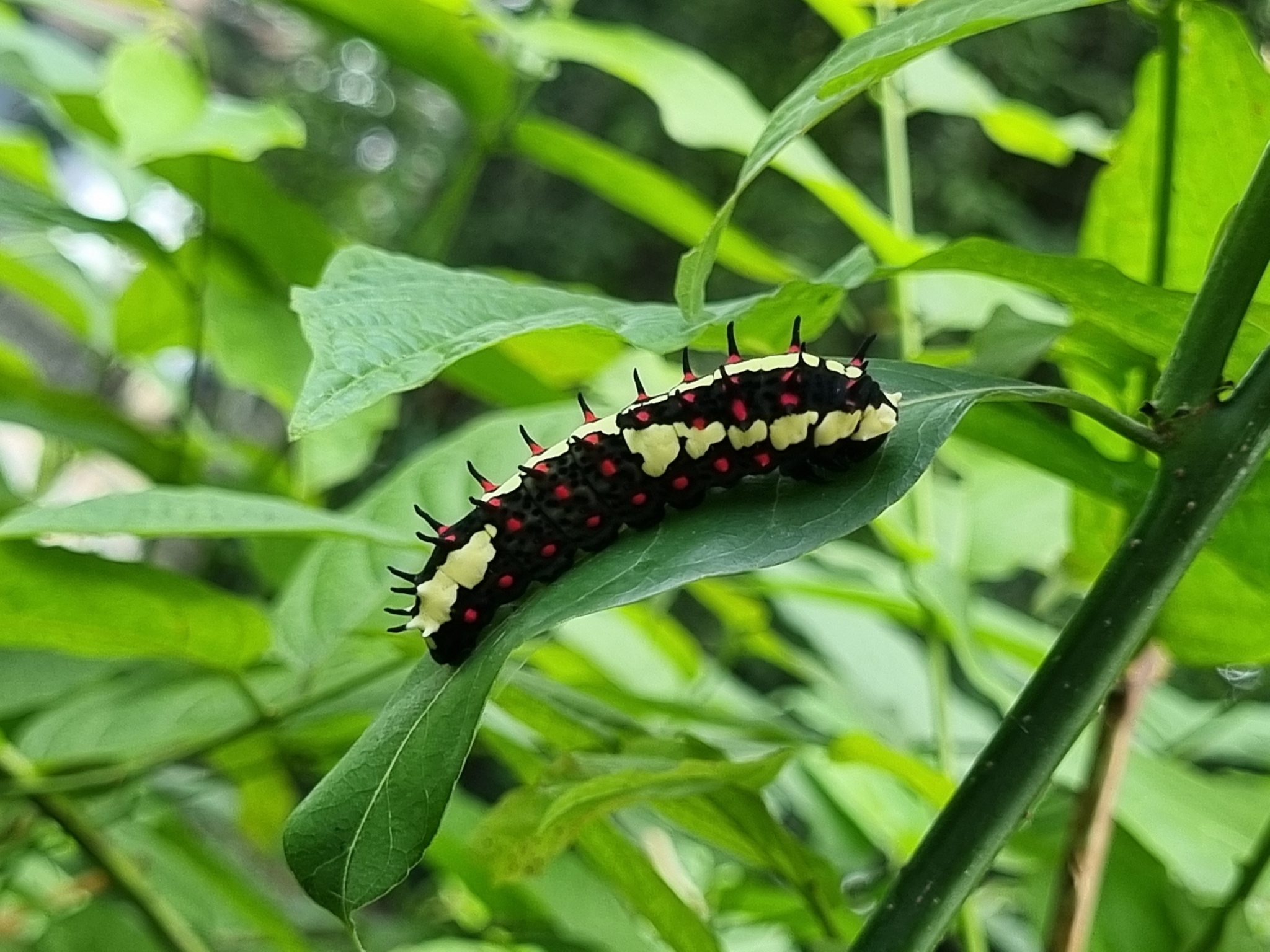 Common Mime