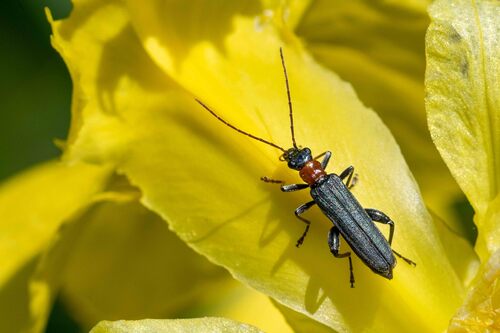 Oedemera croceicollis, Vuren, Nederland, photo 6 of 10