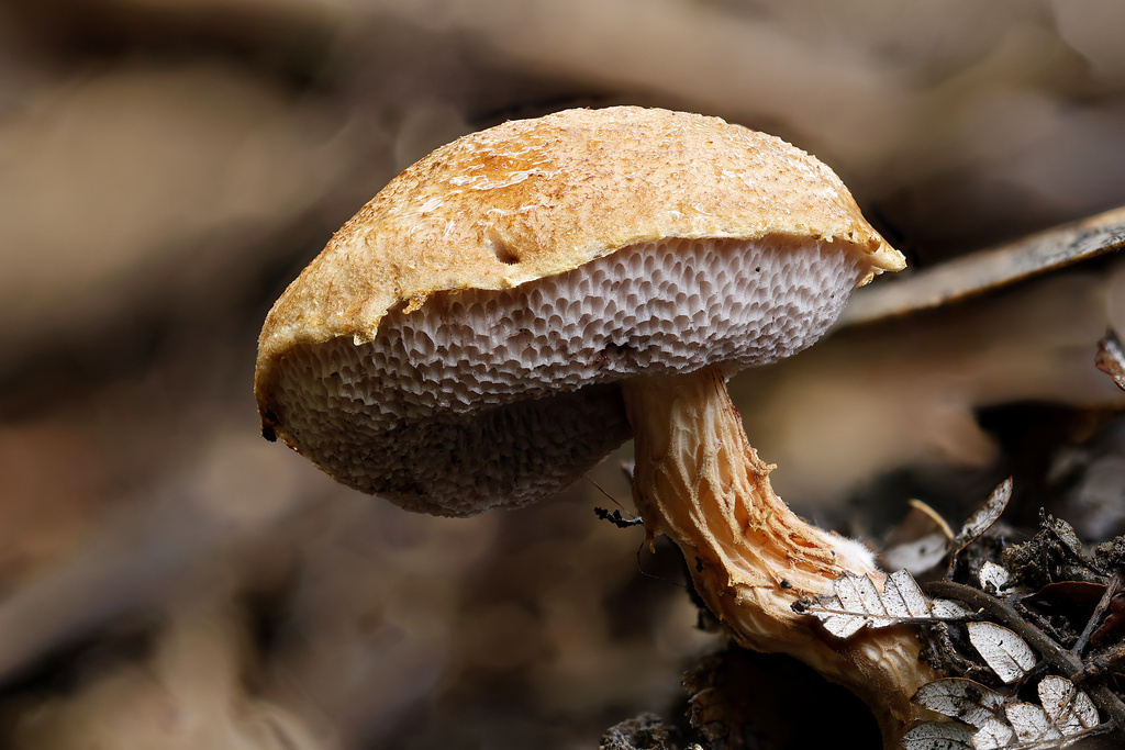 Austroboletus novae-zelandiae · May 2025 · photo: © mstirling (iNaturalist, cc-by)