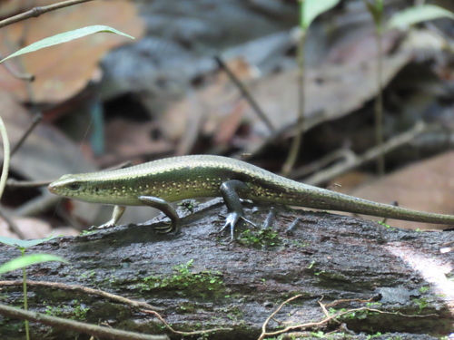 Eutropis multifasciata