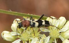 Chlorophorus trifasciatus