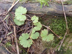 Hydrocotyle moschata parvifolia