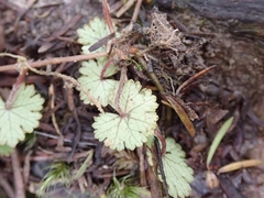 Hydrocotyle moschata parvifolia