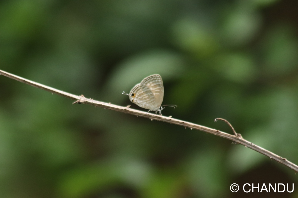 Common Cerulean