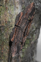 Anisoneura aluco