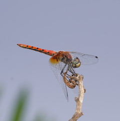 Aethriamanta nymphaeae