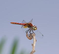 Aethriamanta nymphaeae