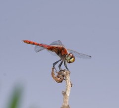 Aethriamanta nymphaeae