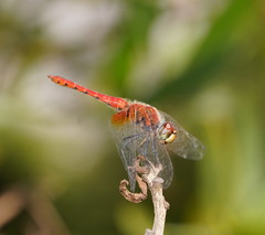 Aethriamanta nymphaeae